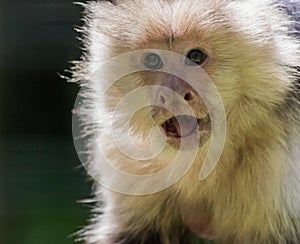 Capuchin Monkey closeup mouth open surprised expression