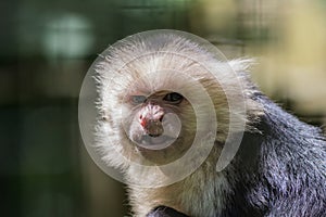 Capuchin Monkey closeup scrunching nose making funny face copy space