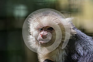 Capuchin Monkey closeup scrunching nose making funny face copy space