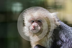 Capuchin Monkey closeup scrunching nose making funny face copy space photo