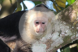 Capuchin Monkey Costa Rica photo