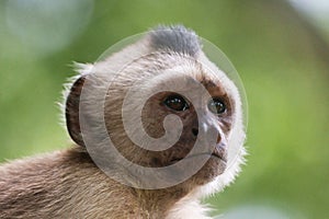 Capuchin monkey
