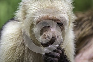 Capuchin Monkey Eating photo
