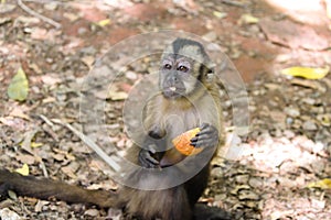 Capuchin monkey eating apple