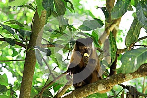Capuchin monkey eating banana