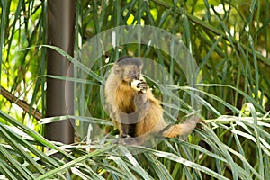 Capuchin monkey eating banana