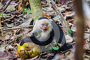 Capuchin monkey eating a coconut in Cahuita National Park (Costa Rica)