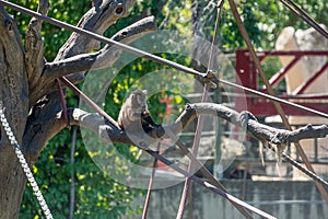 Capuchin monkey eating a fruit on a tree