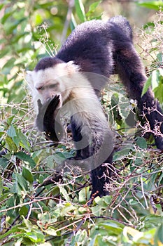 Capuchin Monkey Eating