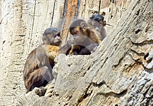 Capuchin monkey family