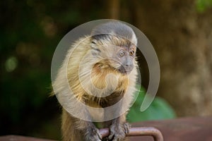 Capuchin monkey with frightened face