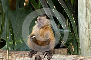 Capuchin monkey with frightened face photo