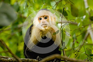 Capuchin Monkey