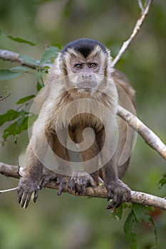 Capuchin Monkey looking at camera