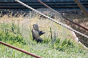 Capuchin monkey looking at camera sitting