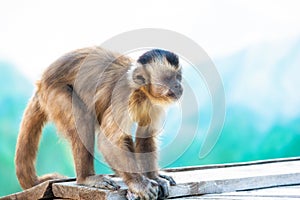 Capuchin monkey looks into the distance.