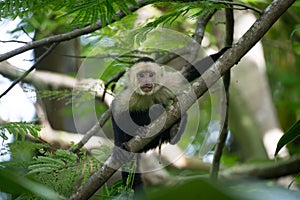 Capuchin monkey in a lush forest.