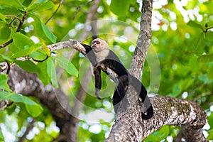 capuchin monkey lying relaxed on a branch