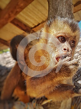 Capuchin monkey - macaco prego - with hand in mouth