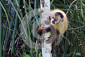 Capuchin monkey in the middle of the forest in the Brazilian Pantanal. Bonito Mato Grosso do Sul photo