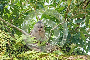 Capuchin monkey in Misahualli, Ecuador