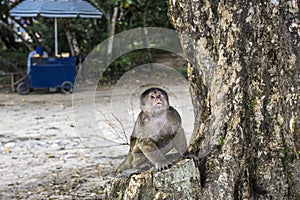 Capuchin monkey in Misahualli, Ecuador
