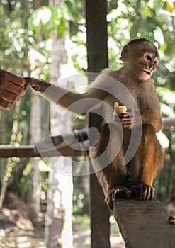Capuchin monkey in Mocagua  Amazonas  Colombia photo