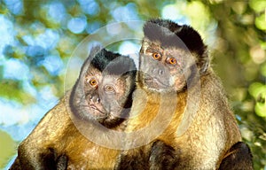 Capuchin monkey pair