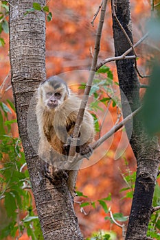 Capuchin Monkey - Pantanal