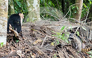 Capuchin monkey and raccoon fighting in the jungle photo