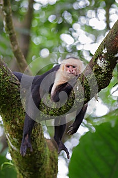 Capuchin monkey relaxing on a branch