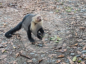 Capuchin monkey runs on the floor