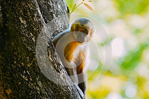 Capuchin monkey is seen in the tree, in the municipal resort, in Bonito, in Mato Grosso do Sul. In Brazil