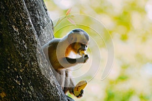 Capuchin monkey is seen in the tree, in the municipal resort, in Bonito, in Mato Grosso do Sul. In Brazil