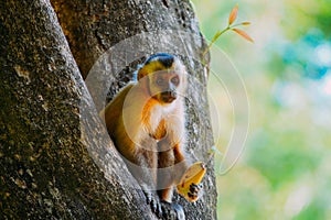 Capuchin monkey is seen in the tree, in the municipal resort, in Bonito, in Mato Grosso do Sul. The city