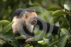 Capuchin Monkey side