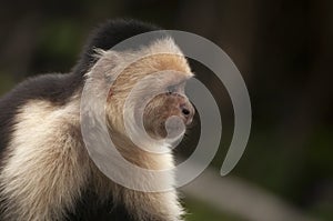 Capuchin Monkey side profile