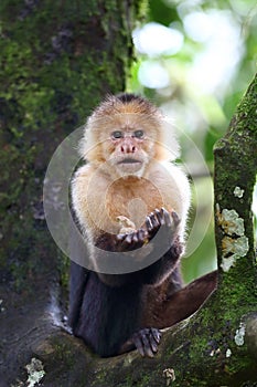 Capuchin monkey sitting on a branch in Costa Rica