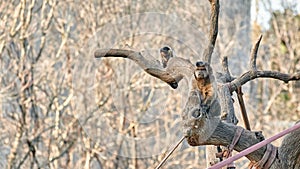 Capuchin monkey sitting on a tree branch