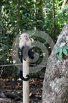 Capuchin monkey sitting on a wooden column next to the beach