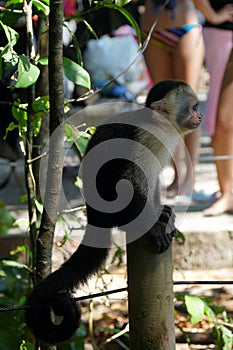 Capuchin monkey sitting on a wooden column next to the beach