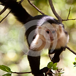 Capuchin monkey in a tree