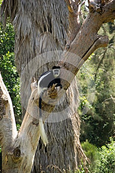 Capuchin Monkey in Tree