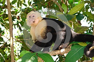 Capuchin monkey in tree.