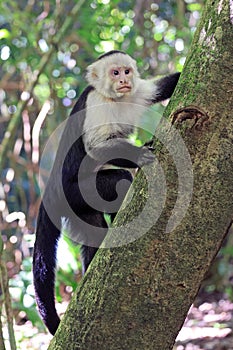 Capuchin monkey in a tree in the forest jungle