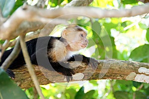 Capuchin monkey in the tree - what happened there - Costa Rica