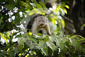 Capuchin monkey in tropical foliage.