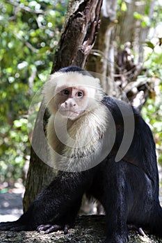 Capuchin Monkey VI photo