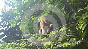 Capuchin monkey walking over a branch in tropical rain forest