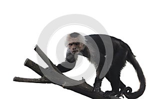 Capuchin Monkey On White Background